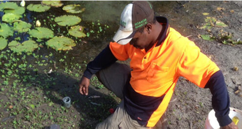 TNQ Hub (Wet Tropics Node)