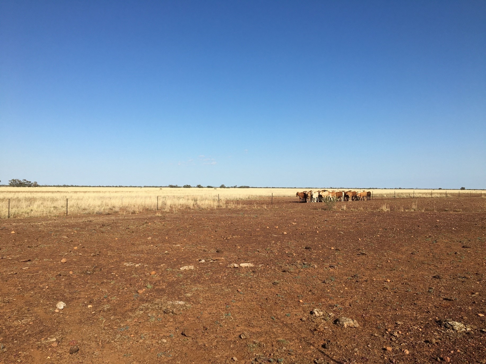 Tropical North Queensland Drought Resilience Grants