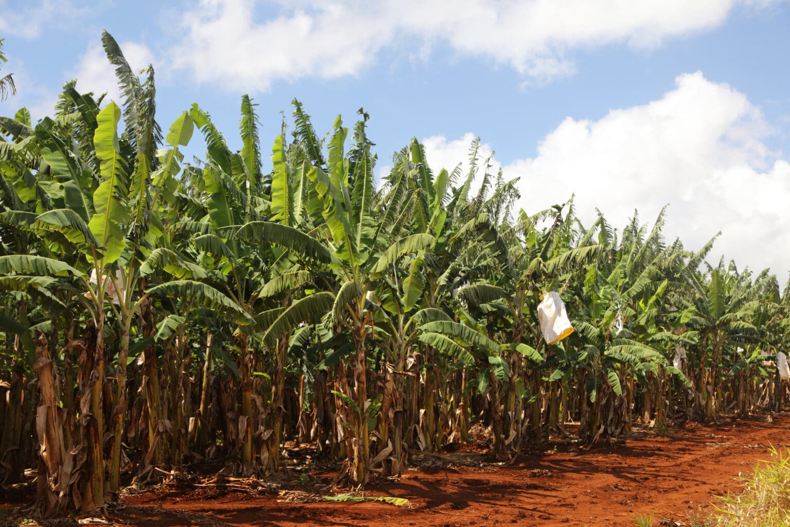 Tropical North Queensland Drought Resilience Adoption and Innovation Hub